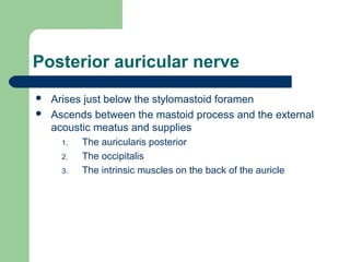Posterior auricular nerve
 Arises just below the stylomastoid foramen
 Ascends between the mastoid process and the external
acoustic meatus and supplies
1. The auricularis posterior
2. The occipitalis
3. The intrinsic muscles on the back of the auricle
 