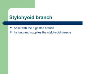 Stylohyoid branch
 Arise with the digastric branch
 Its long and supplies the stylohyoid muscle
 