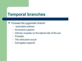 Temporal branches
 Crosses the zygomatic branch
– auricularis anterior
– Auricularis superior
– Intrinsic muscles on the lateral side of the ear
– Frontalis
– The orbicularis occuli
– Corrugator supercili
 