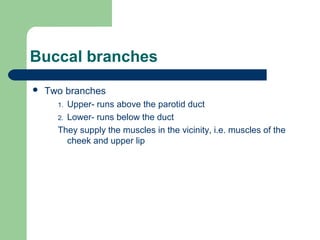 Buccal branches
 Two branches
1. Upper- runs above the parotid duct
2. Lower- runs below the duct
They supply the muscles in the vicinity, i.e. muscles of the
cheek and upper lip
 