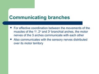 Communicating branches
 For effective coordination between the movements of the
muscles of the 1st
, 2nd
and 3rd
branchial arches, the motor
nerves of the 3 arches communicate with each other
 Also communicates with the sensory nerves distributed
over its motor territory
 