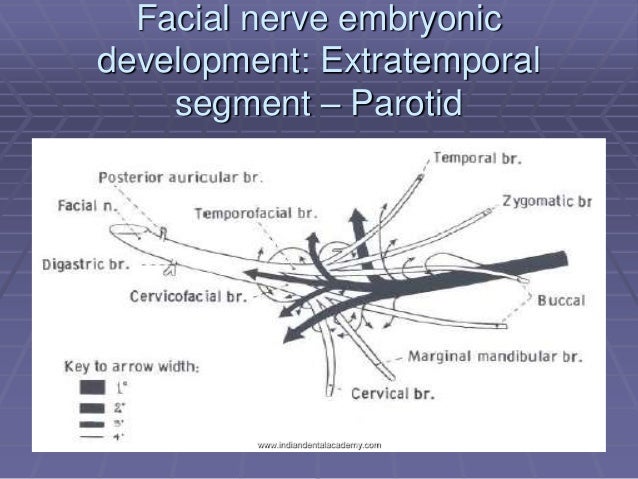 Facial nerve anatomy/certified fixed orthodontic courses by Indian de…
