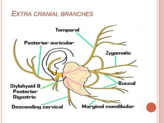 EXTRA CRANIAL BRANCHES
 