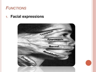 FUNCTIONS
1. Facial expressions
 