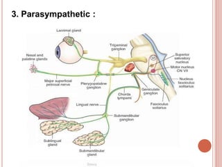 3. Parasympathetic :
 