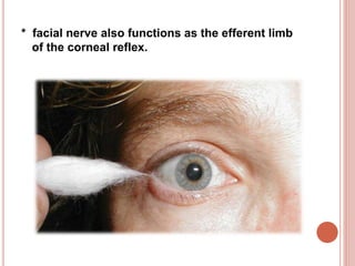 * facial nerve also functions as the efferent limb
of the corneal reflex.
 