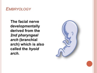 EMBRYOLOGY
The facial nerve
developmentally
derived from the
2nd pharyngeal
arch (branchial
arch) which is also
called the hyoid
arch.
 