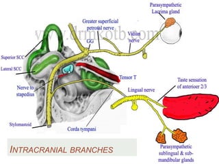 INTRACRANIAL BRANCHES
 
