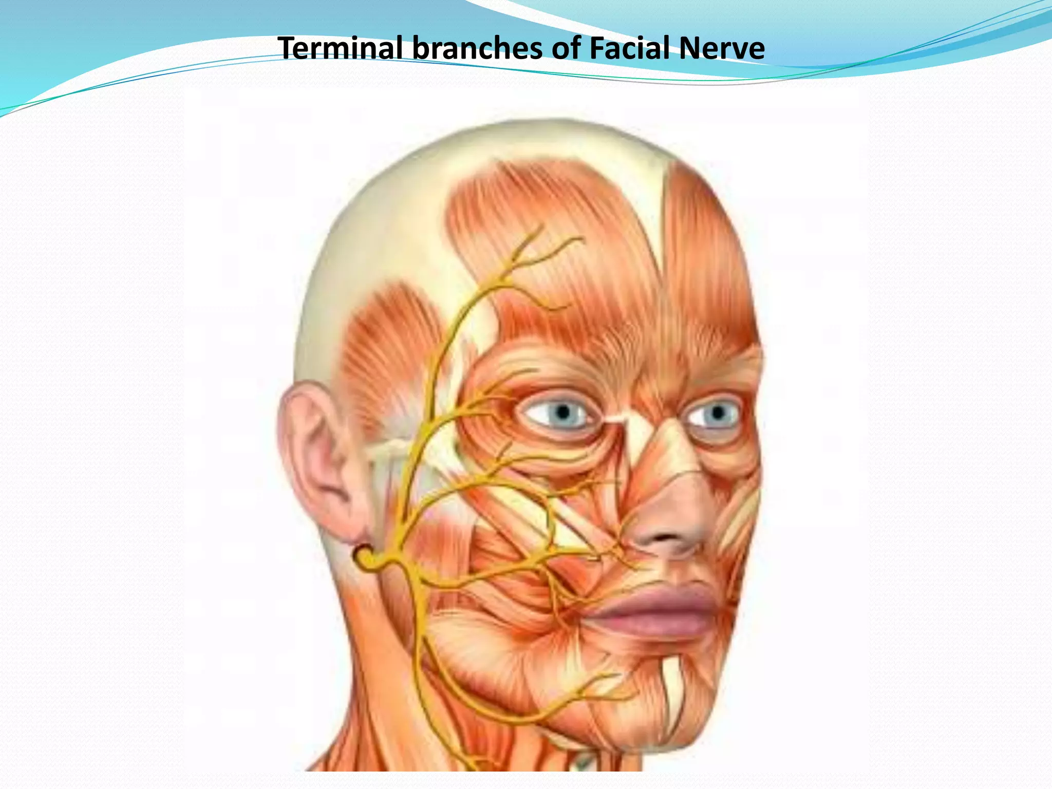 Anatomy of Facial Nerve | PPTX