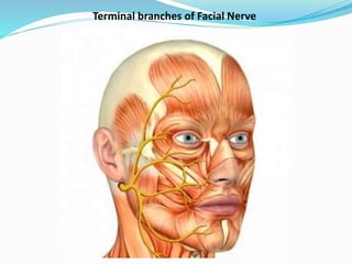 Anatomy of Facial Nerve | PPTX
