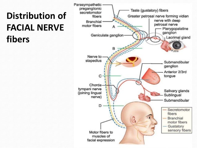 Anatomy of Facial Nerve