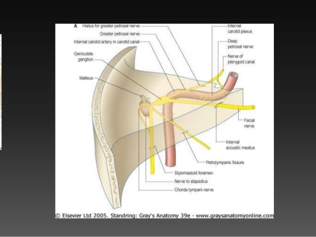 Hiatus of facial canal Hiatus of facial canal