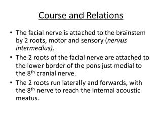 Course and Relations
• The facial nerve is attached to the brainstem
by 2 roots, motor and sensory (nervus
intermedius).
• The 2 roots of the facial nerve are attached to
the lower border of the pons just medial to
the 8th cranial nerve.
• The 2 roots run laterally and forwards, with
the 8th nerve to reach the internal acoustic
meatus.
 