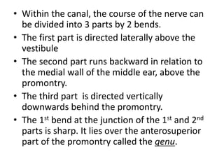 • Within the canal, the course of the nerve can
be divided into 3 parts by 2 bends.
• The first part is directed laterally above the
vestibule
• The second part runs backward in relation to
the medial wall of the middle ear, above the
promontry.
• The third part is directed vertically
downwards behind the promontry.
• The 1st bend at the junction of the 1st and 2nd
parts is sharp. It lies over the anterosuperior
part of the promontry called the genu.
 