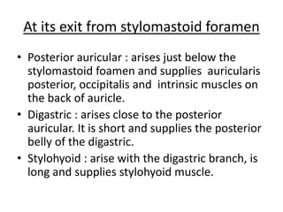At its exit from stylomastoid foramen
• Posterior auricular : arises just below the
stylomastoid foamen and supplies auricularis
posterior, occipitalis and intrinsic muscles on
the back of auricle.
• Digastric : arises close to the posterior
auricular. It is short and supplies the posterior
belly of the digastric.
• Stylohyoid : arise with the digastric branch, is
long and supplies stylohyoid muscle.
 