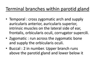Terminal branches within parotid gland
• Temporal : cross zygomatic arch and supply
auricularis anterior, auricularis superior,
intrinsic muscles on the lateral side of ear,
frontalis, orbicularis oculi, corrugator supercili.
• Zygomatic : run across the zygomatic bone
and supply the orbicularis oculi.
• Buccal : 2 in number. Upper branch runs
above the parotid gland and lower below it
 