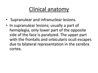 Clinical anatomy
• Supranulear and infranuclear lesions.
• In supranulear lesions; usually a part of
hemiplegia, only lower part of the opposite
side of the face is paralyzed. The upper part
with the frontalis and orbicularis oculi escapes
due to bilateral representation in the cerebra
cortex.
 