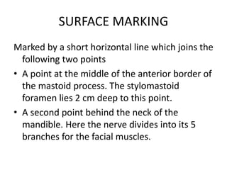SURFACE MARKING
Marked by a short horizontal line which joins the
following two points
• A point at the middle of the anterior border of
the mastoid process. The stylomastoid
foramen lies 2 cm deep to this point.
• A second point behind the neck of the
mandible. Here the nerve divides into its 5
branches for the facial muscles.
 