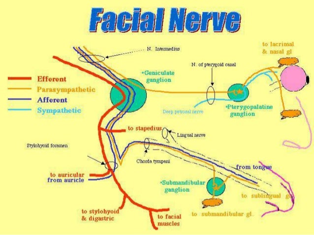 Facial nerve recovery Bella donna fisting