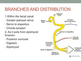 BRANCHES AND DISTRIBUTION
1.Within the facial canal:
• Greater petrosal nerve
• Nerve to stapedius
• Chorda tympani
2. As it exits from stylohyoid
foramen
• Posterior auricular
• Digastric
• Stylohyoid
 