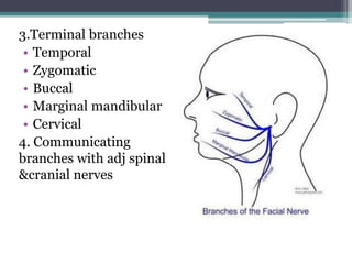 3.Terminal branches
• Temporal
• Zygomatic
• Buccal
• Marginal mandibular
• Cervical
4. Communicating
branches with adj spinal
&cranial nerves
 