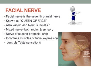 FACIAL NERVE
• Facial nerve is the seventh cranial nerve
• Known as “QUEEN OF FACE”
• Also known as “ Nervus facialis ”
• Mixed nerve- both motor & sensory
• Nerve of second branchial arch
• It controls muscles of facial expressions
• controls Taste sensations
 