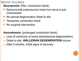NERVE INJURIES
Neuropraxia: (Rev. conduction block)
▀ Epineurium& endoneurium intact but nerve is just
compressed
▀ No axonal degeneration distal to site
▀ Temporary conduction block
▀ No surgical intervention
Axonotmesis: (prolonged conduction block)
 Loss of continuity of some axons(axonal degeneration)
 Distal to site, WALLERIAN DEGENERATION occurs
 After 3 months, initial signs of recovery
 