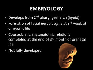 EMBRYOLOGY
• Develops from 2nd pharyngeal arch (hyoid)
• Formation of facial nerve begins at 3rd week of
emryonic life
• Course,branching,anatomic relations
completed at the end of 3rd month of prenatal
life
• Not fully developed till 4yrs
 