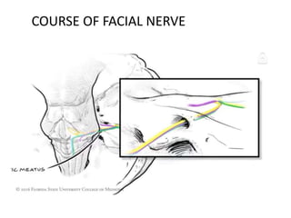 COURSE OF FACIAL NERVE
 