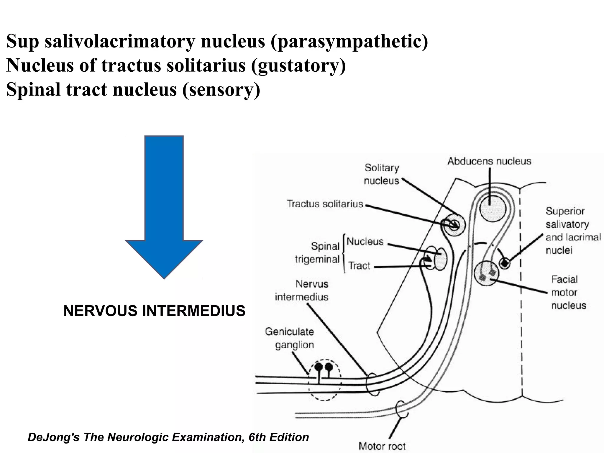 Sup salivolacrimatory nucleus (parasympathetic)
Nucleus of tractus solitarius (gustatory)
Spinal tract nucleus (sensory)
NERVOUS INTERMEDIUS
DeJong's The Neurologic Examination, 6th Edition
 