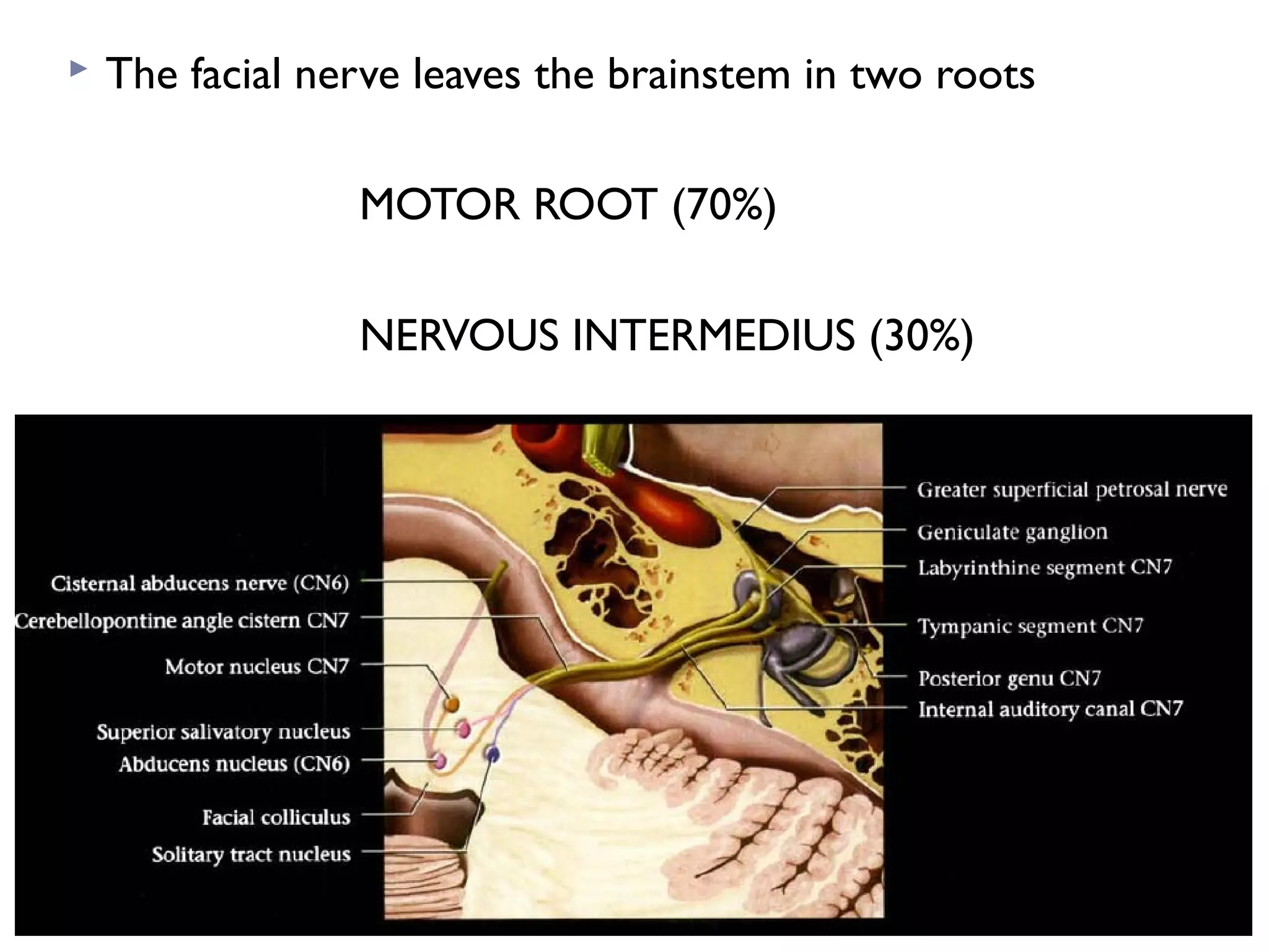  The facial nerve leaves the brainstem in two roots
MOTOR ROOT (70%)
NERVOUS INTERMEDIUS (30%)
 
