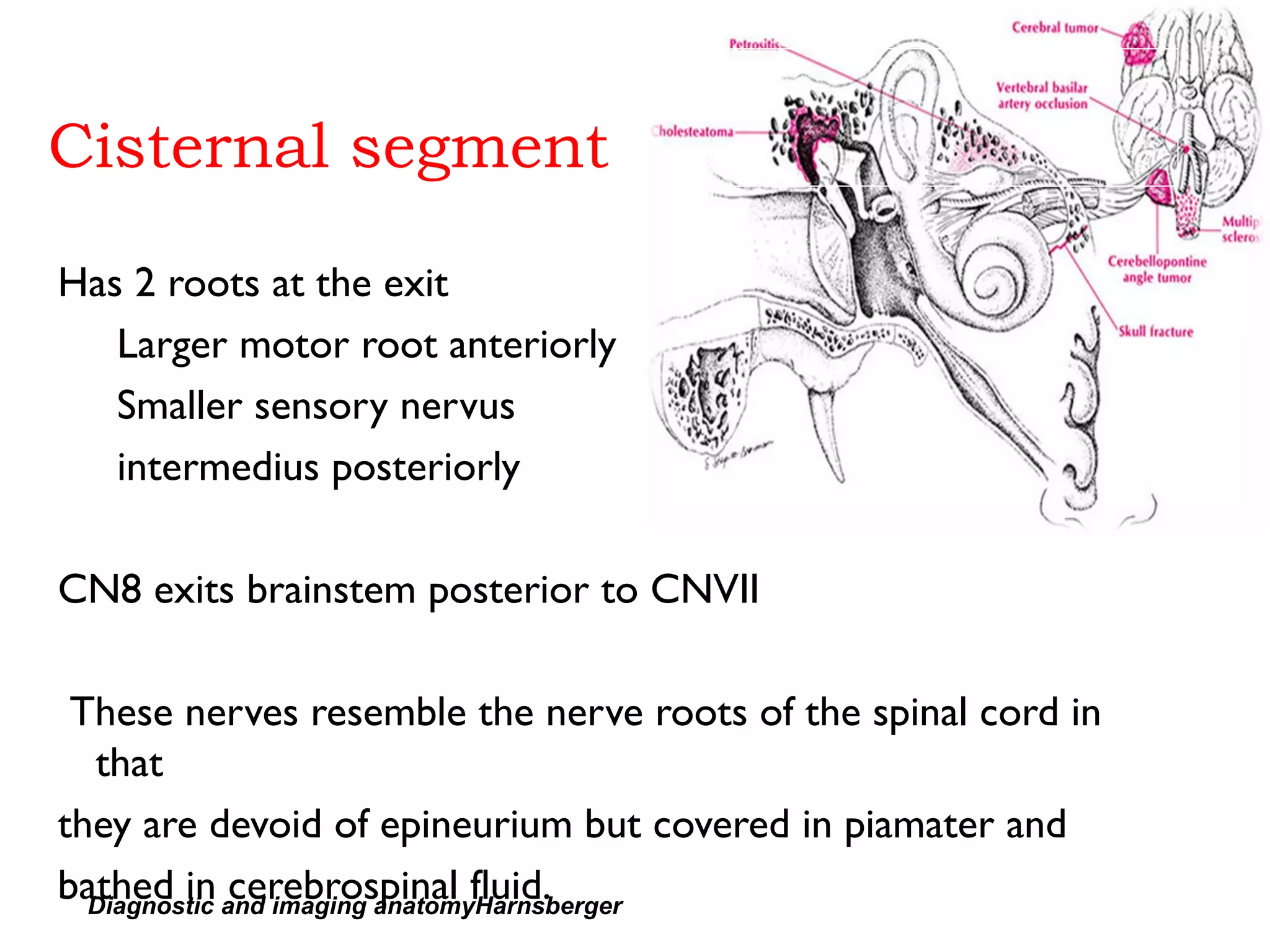 Cisternal segment
Has 2 roots at the exit
Larger motor root anteriorly
Smaller sensory nervus
intermedius posteriorly
CN8 exits brainstem posterior to CNVII
These nerves resemble the nerve roots of the spinal cord in
that
they are devoid of epineurium but covered in piamater and
bathed in cerebrospinal fluid.Diagnostic and imaging anatomyHarnsberger
 