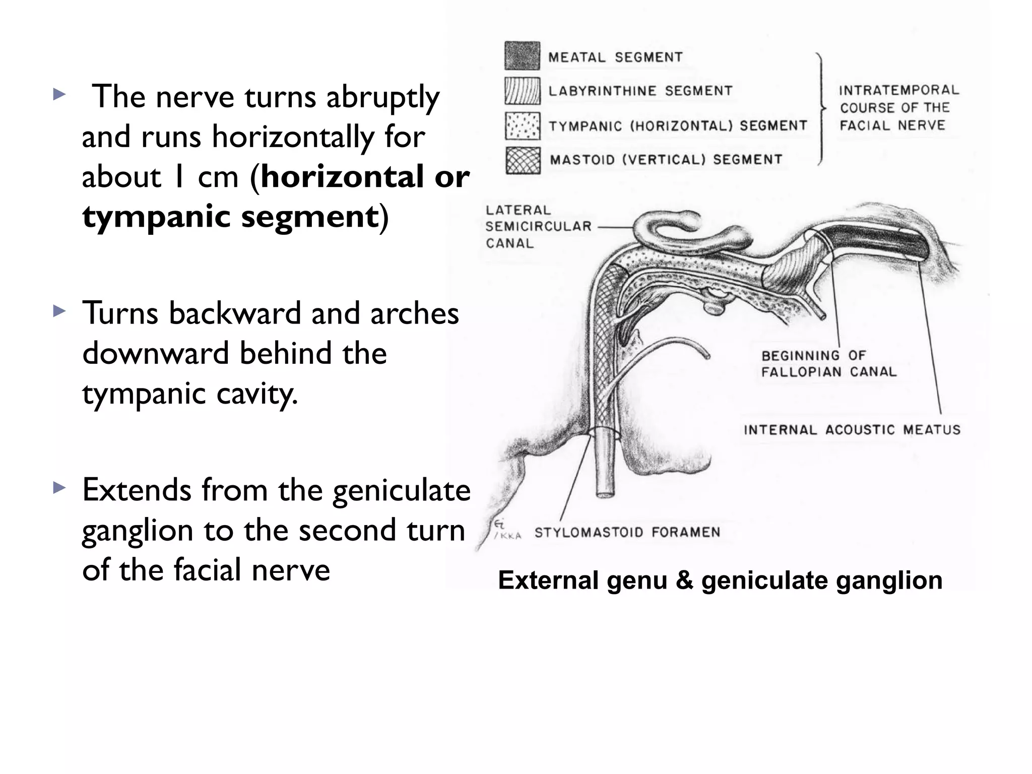  The nerve turns abruptly
and runs horizontally for
about 1 cm (horizontal or
tympanic segment)
 Turns backward and arches
downward behind the
tympanic cavity.
 Extends from the geniculate
ganglion to the second turn
of the facial nerve External genu & geniculate ganglion
 