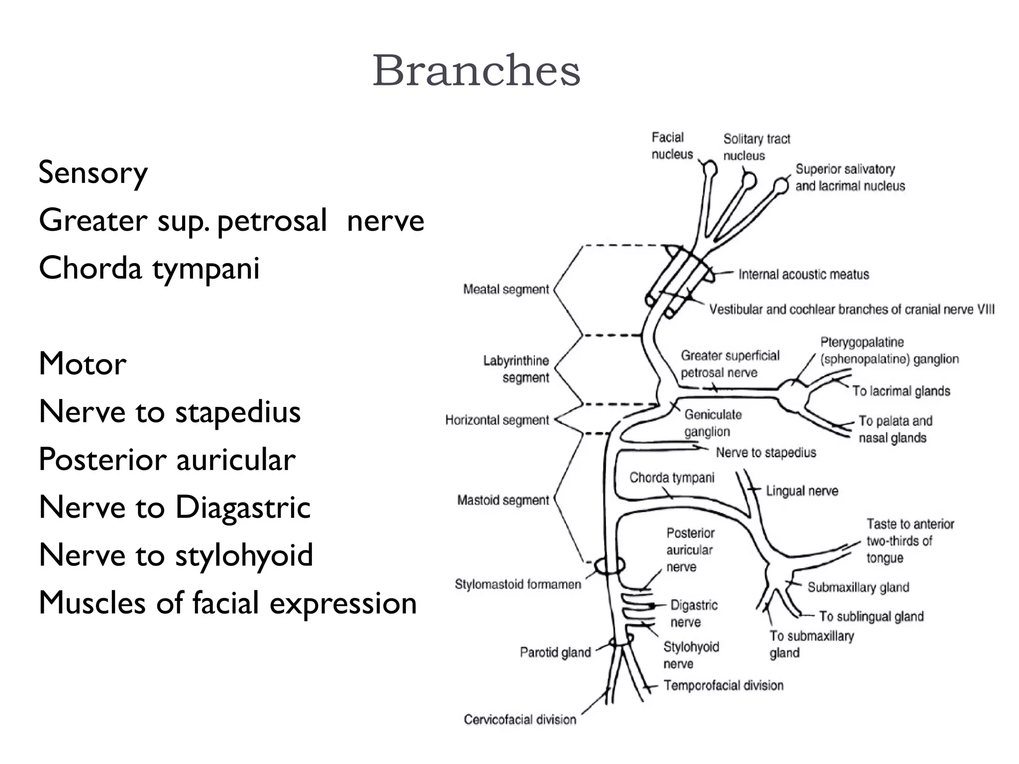 Sensory
Greater sup. petrosal nerve
Chorda tympani
Motor
Nerve to stapedius
Posterior auricular
Nerve to Diagastric
Nerve to stylohyoid
Muscles of facial expression
Branches
 