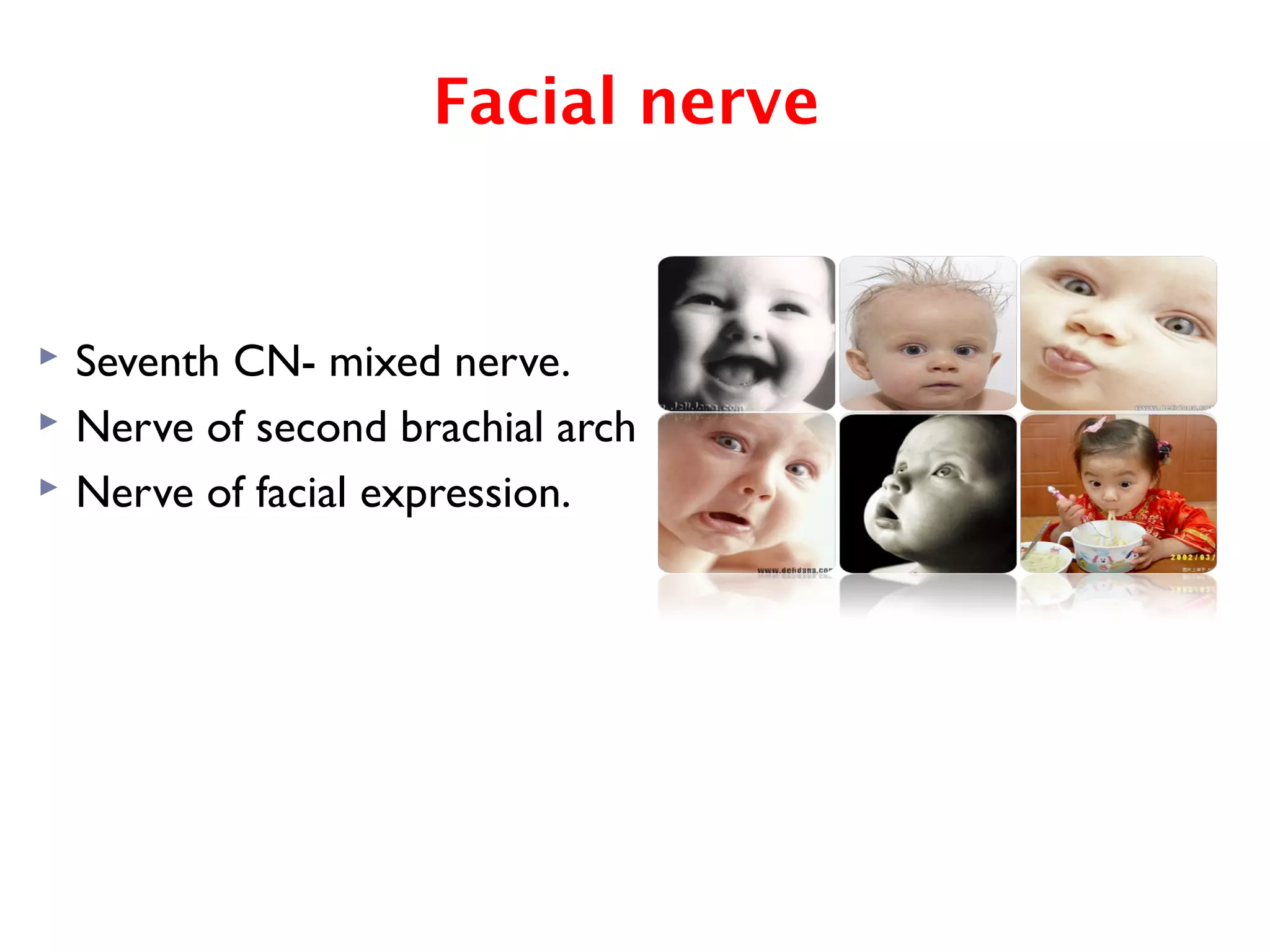 Facial nerve
 Seventh CN- mixed nerve.
 Nerve of second brachial arch
 Nerve of facial expression.
 