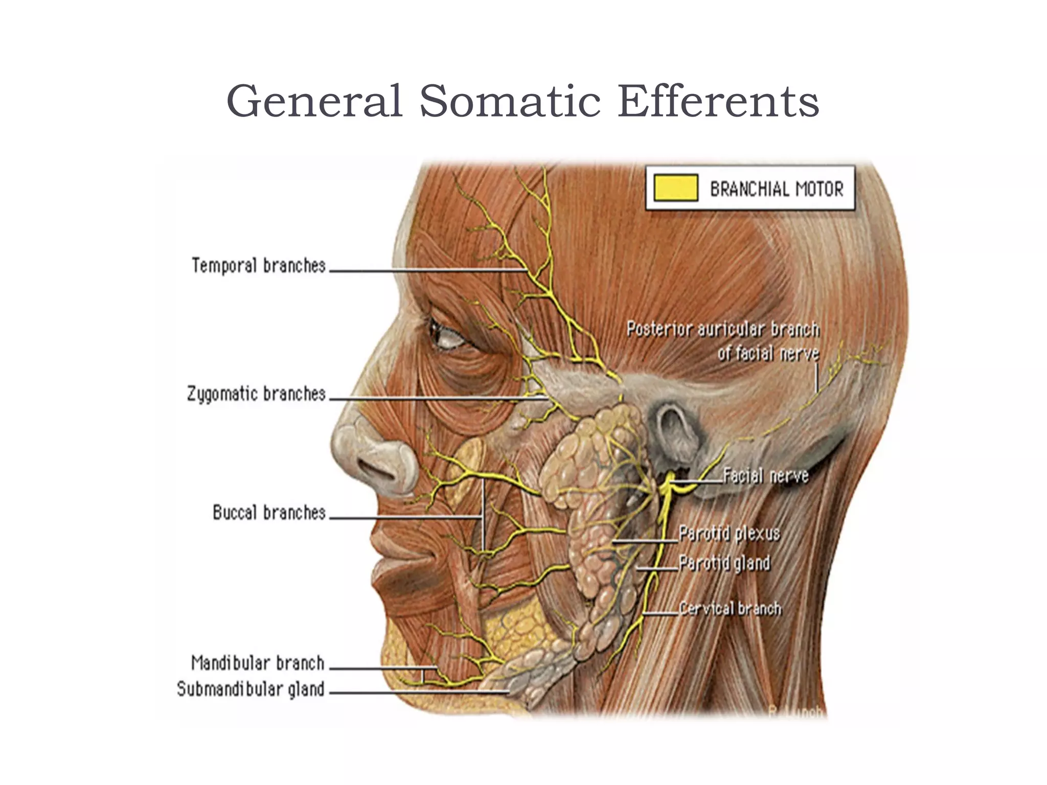 General Somatic Efferents
 