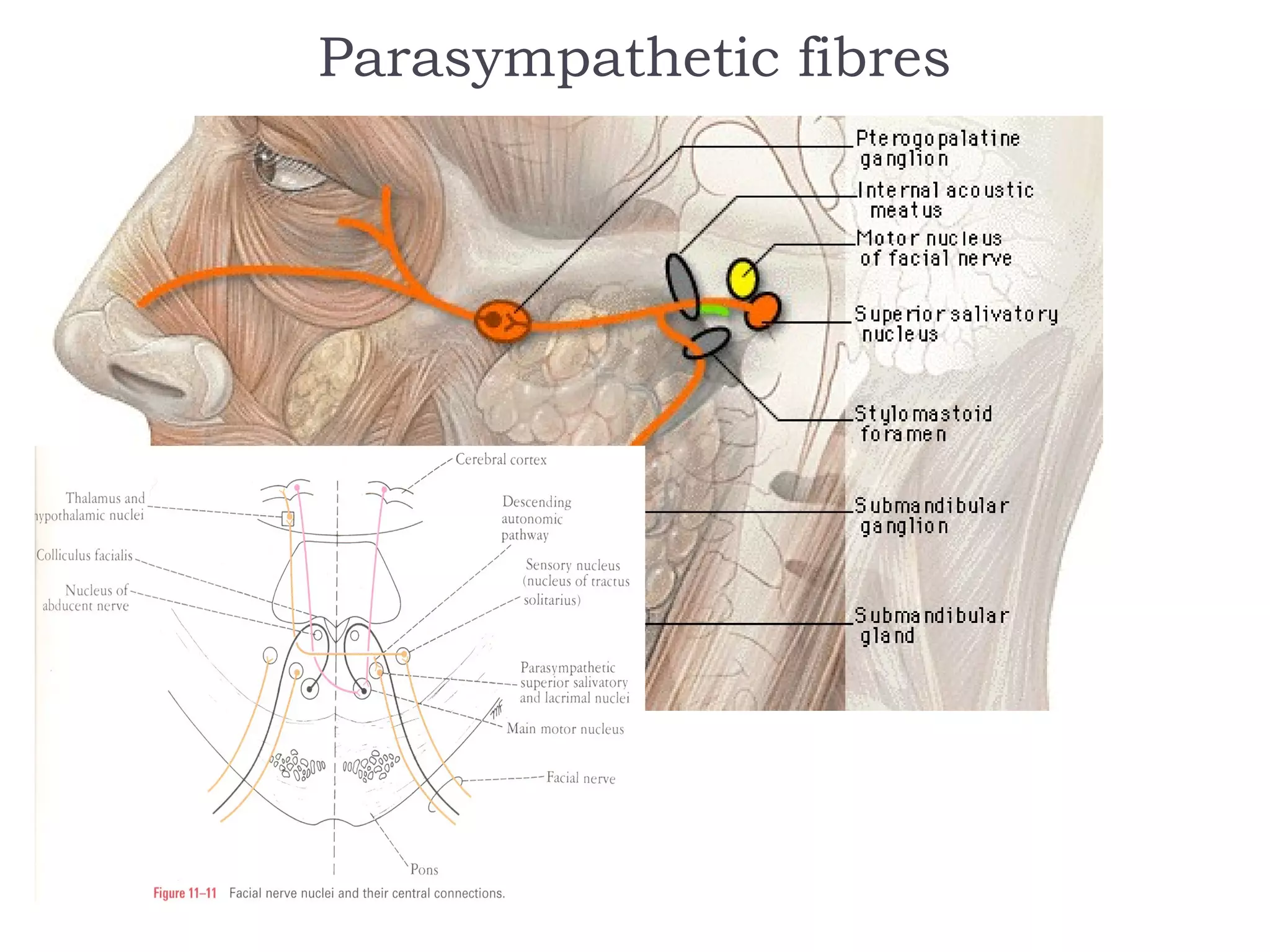 Parasympathetic fibres
 