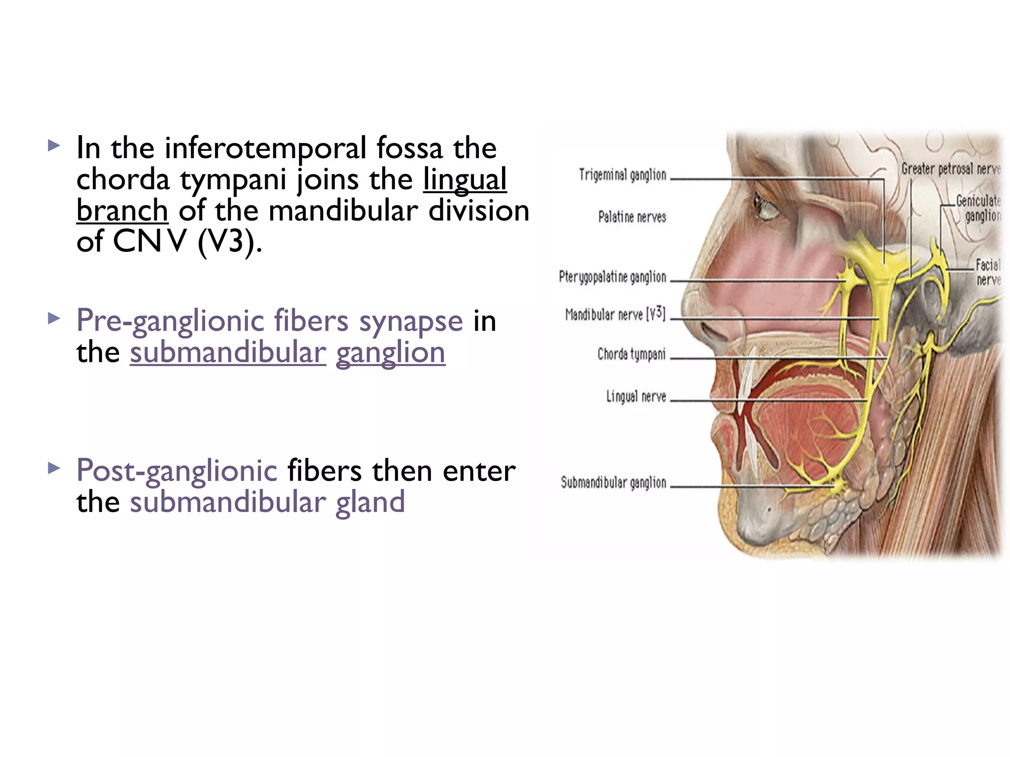  In the inferotemporal fossa the
chorda tympani joins the lingual
branch of the mandibular division
of CNV (V3).
 Pre-ganglionic fibers synapse in
the submandibular ganglion
 Post-ganglionic fibers then enter
the submandibular gland
 