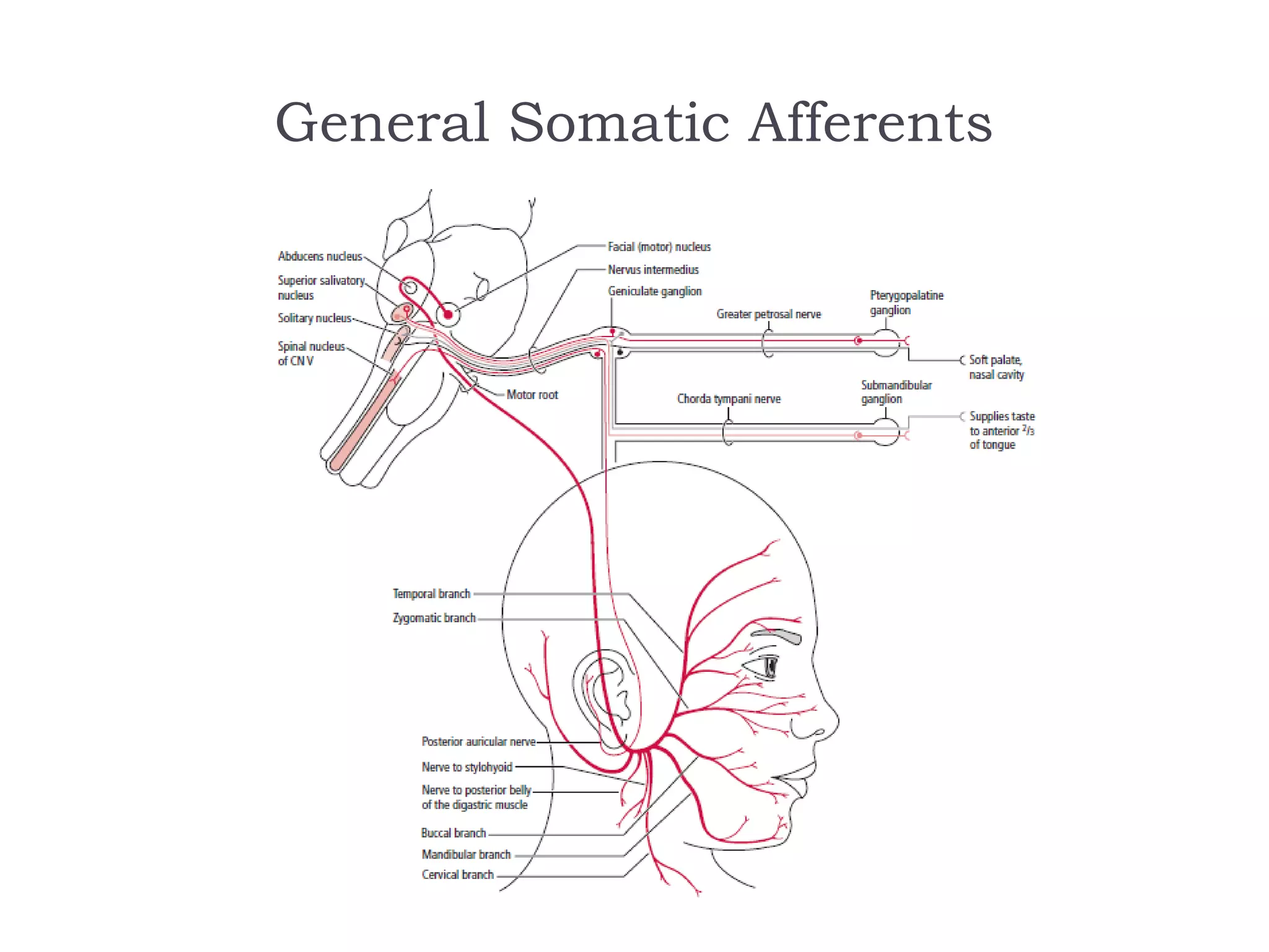 General Somatic Afferents
 