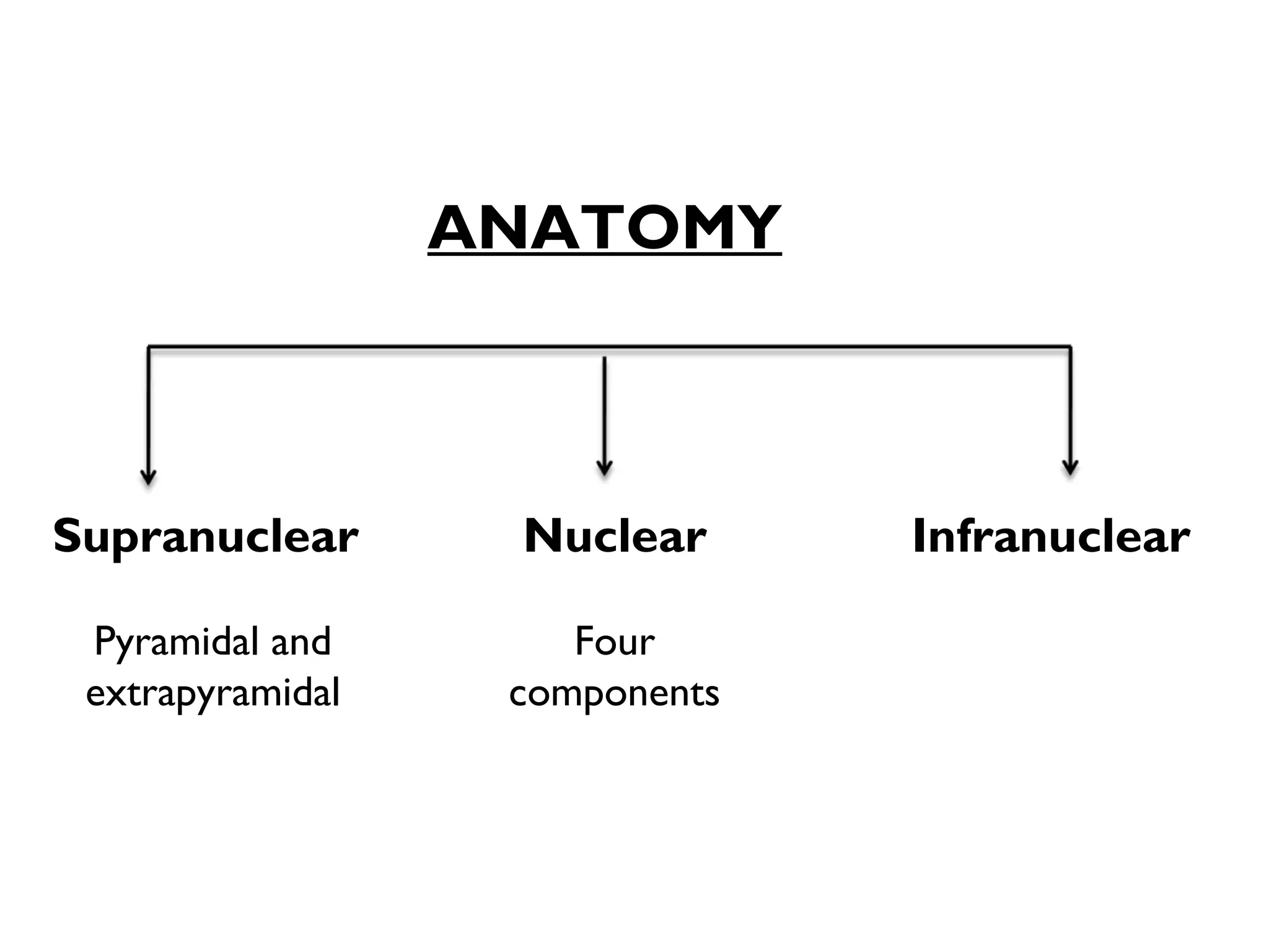 InfranuclearNuclear
Four
components
Supranuclear
Pyramidal and
extrapyramidal
ANATOMY
 