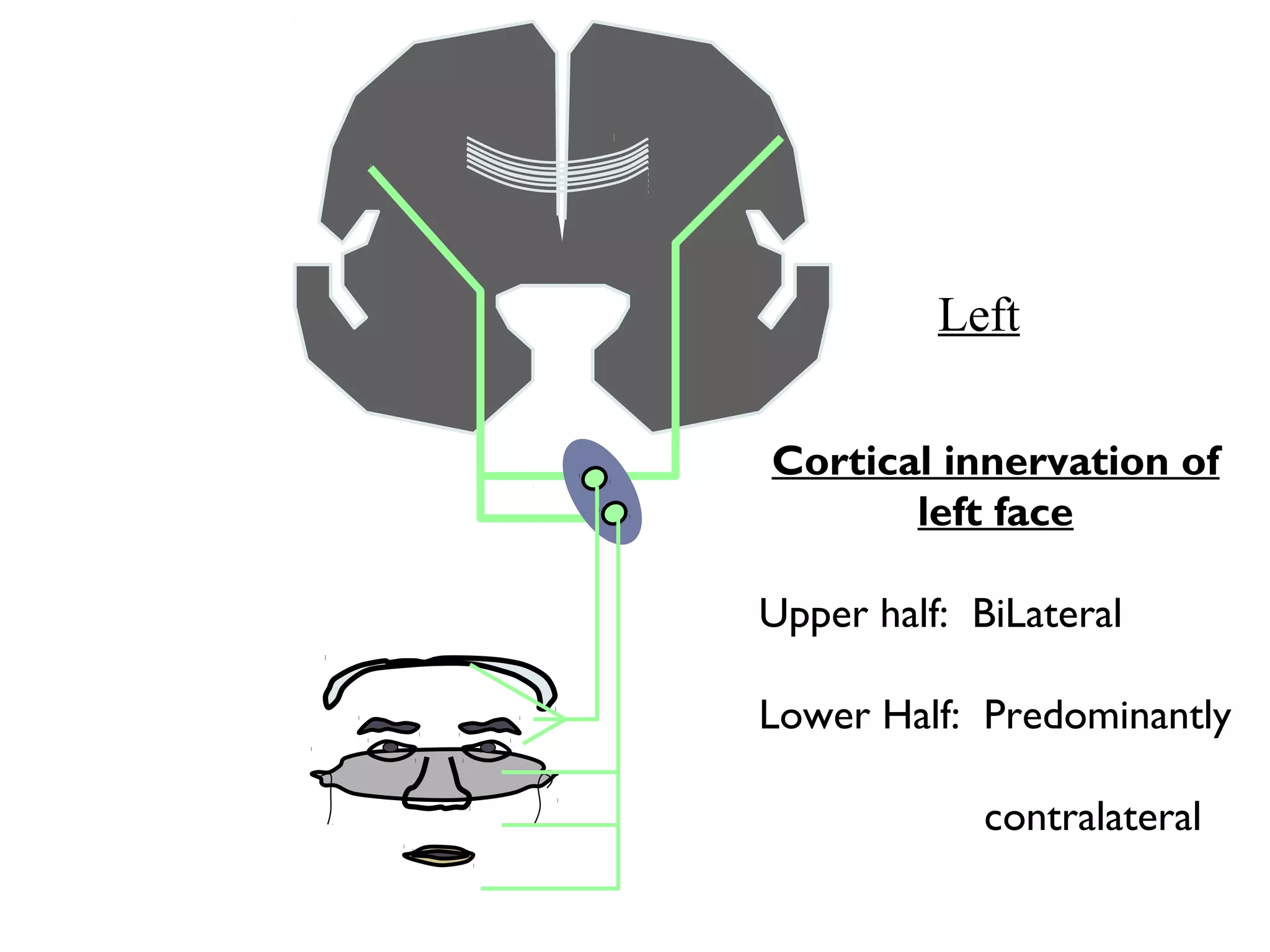 Cortical innervation of
left face
Upper half: BiLateral
Lower Half: Predominantly
contralateral
Left
 