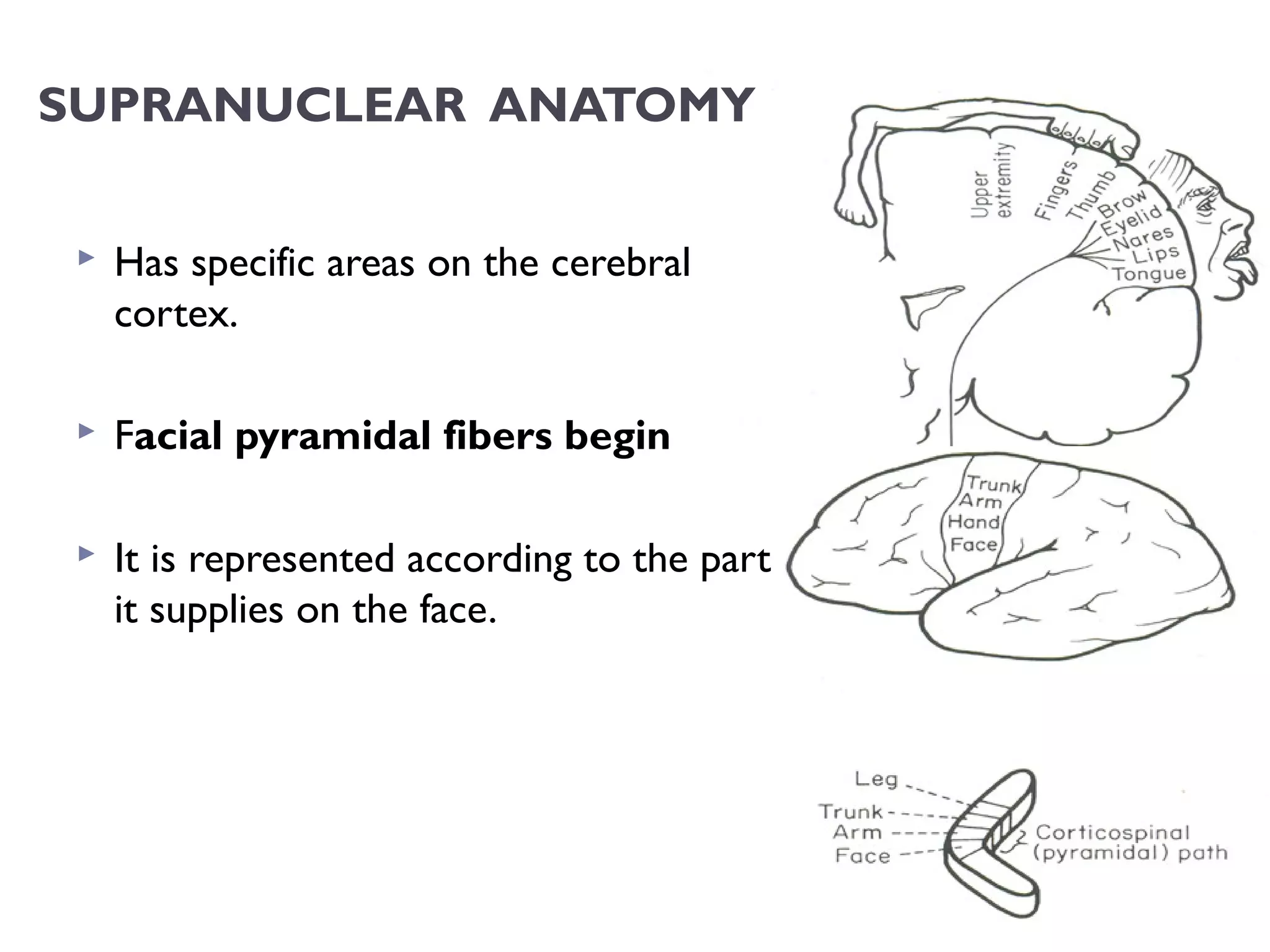 SUPRANUCLEAR ANATOMY
 Has specific areas on the cerebral
cortex.
 Facial pyramidal fibers begin
 It is represented according to the part
it supplies on the face.
 