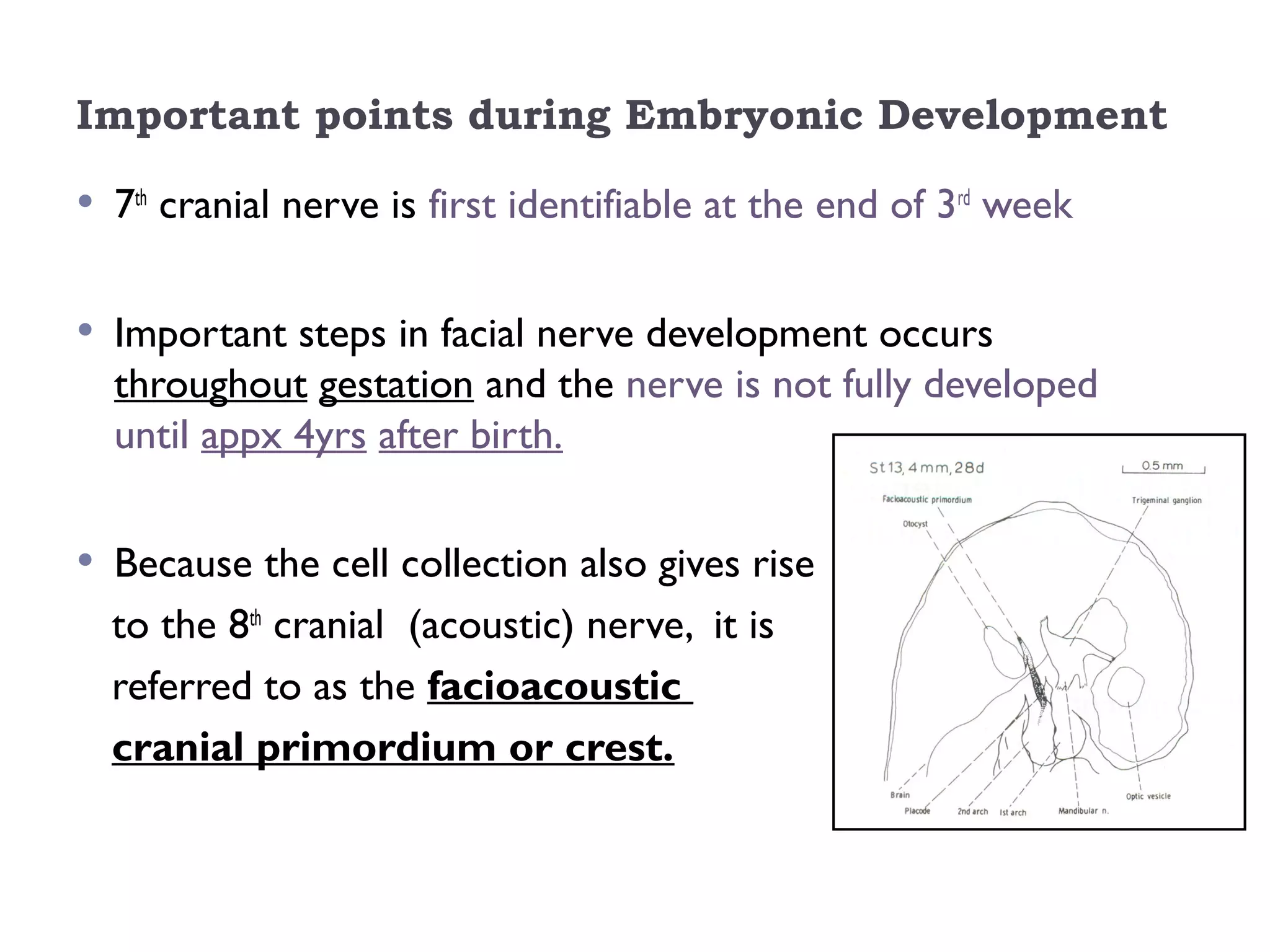Important points during Embryonic Development
• 7th
cranial nerve is first identifiable at the end of 3rd
week
• Important steps in facial nerve development occurs
throughout gestation and the nerve is not fully developed
until appx 4yrs after birth.
• Because the cell collection also gives rise
to the 8th
cranial (acoustic) nerve, it is
referred to as the facioacoustic
cranial primordium or crest.
 