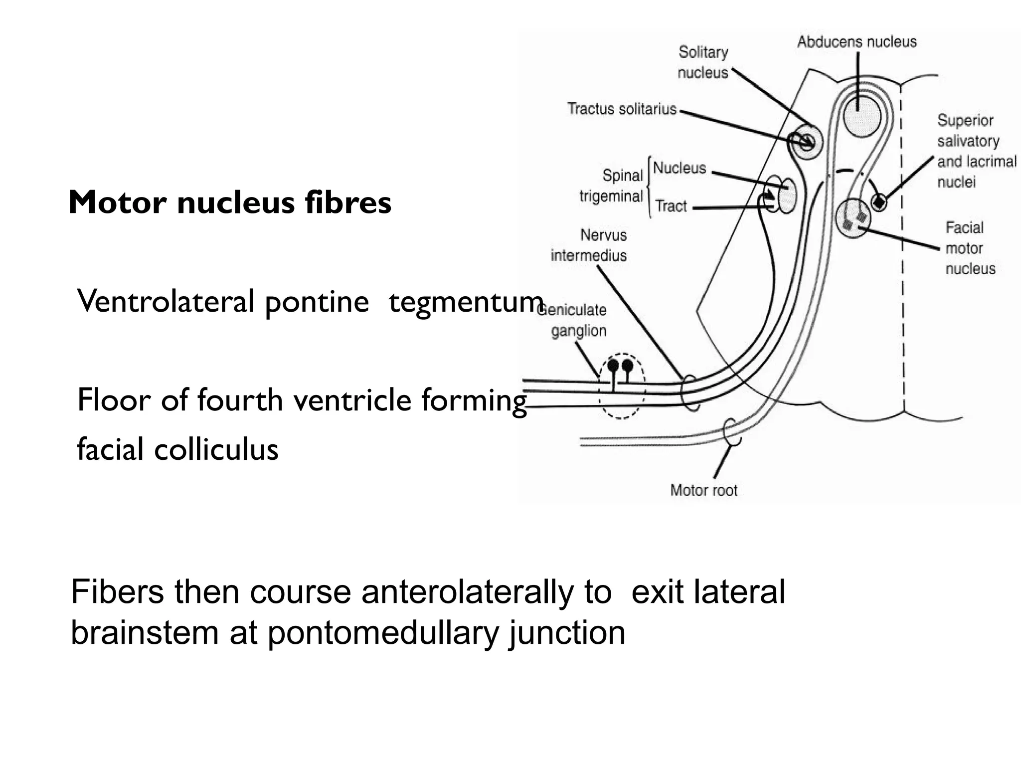 Motor nucleus fibres
Ventrolateral pontine tegmentum
Floor of fourth ventricle forming
facial colliculus
Fibers then course anterolaterally to exit lateral
brainstem at pontomedullary junction
 