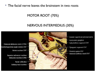  The facial nerve leaves the brainstem in two roots
MOTOR ROOT (70%)
NERVOUS INTERMEDIUS (30%)
 