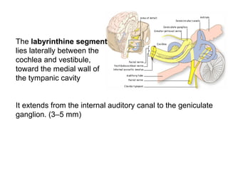 The labyrinthine segment
lies laterally between the
cochlea and vestibule,
toward the medial wall of
the tympanic cavity
It extends from the internal auditory canal to the geniculate
ganglion. (3–5 mm)
 