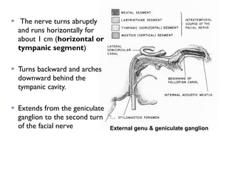  The nerve turns abruptly
and runs horizontally for
about 1 cm (horizontal or
tympanic segment)
 Turns backward and arches
downward behind the
tympanic cavity.
 Extends from the geniculate
ganglion to the second turn
of the facial nerve External genu & geniculate ganglion
 