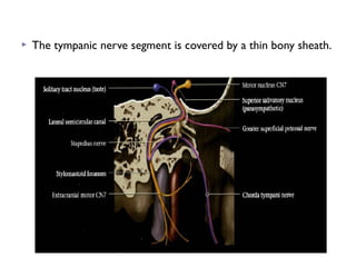  The tympanic nerve segment is covered by a thin bony sheath.
 