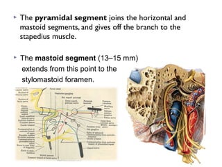  The pyramidal segment joins the horizontal and
mastoid segments, and gives off the branch to the
stapedius muscle.
 The mastoid segment (13–15 mm)
extends from this point to the
stylomastoid foramen.
 