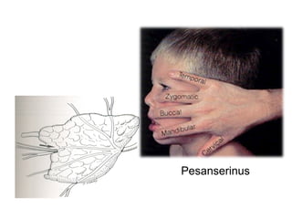 Pesanserinus
 